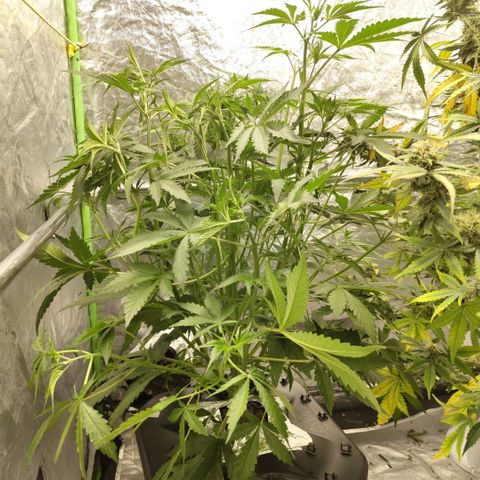 Das Mysteri growlog timeline photo