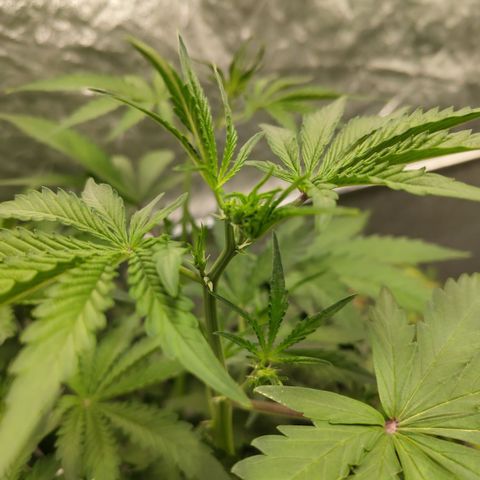 Das Mysteri growlog timeline photo