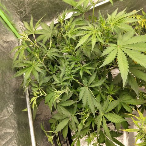 Das Mysteri growlog timeline photo