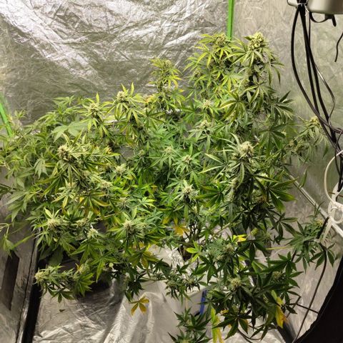 Gorilla Z #3 growlog timeline photo