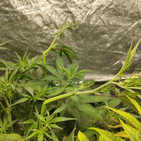 Das Mysteri growlog photo: Supercrop