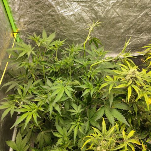 Das Mysteri growlog photo: Supercrop