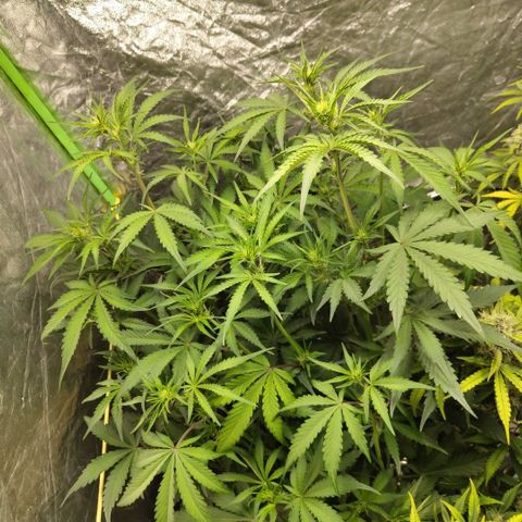 Das Mysteri growlog timeline photo