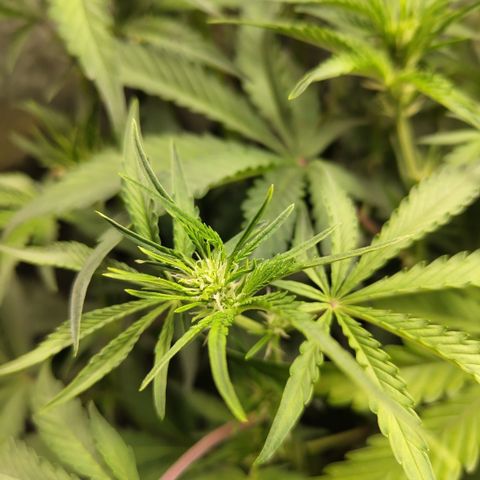 Das Mysteri growlog timeline photo
