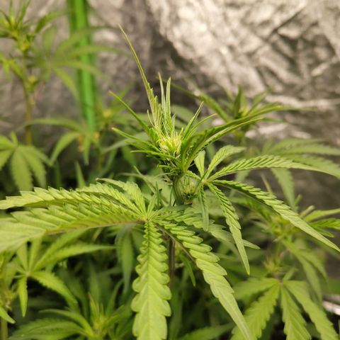 Das Mysteri growlog timeline photo
