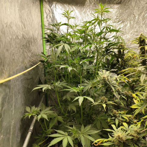 Das Mysteri growlog timeline photo