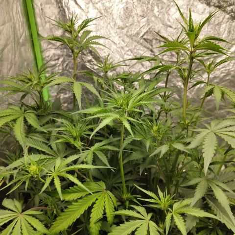 Das Mysteri growlog timeline photo