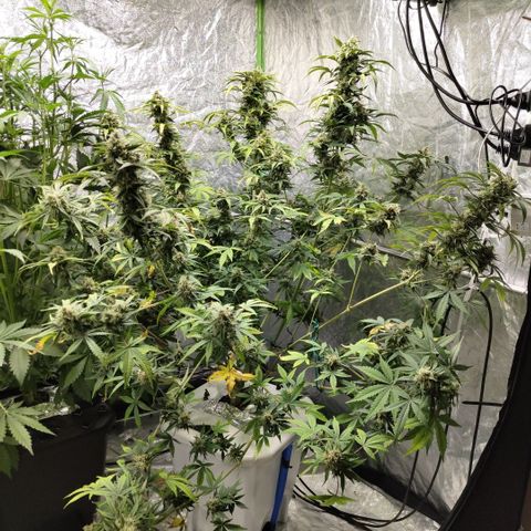Gorilla Z #3 growlog timeline photo