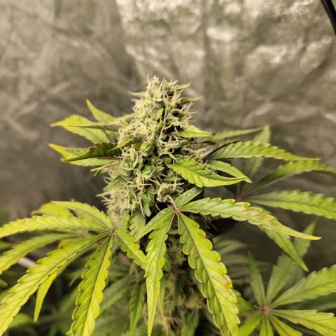 Gorilla Z #3 growlog timeline photo