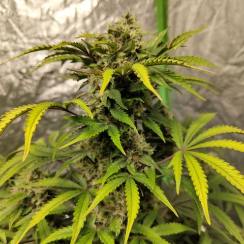 Gorilla Z #3 growlog timeline photo