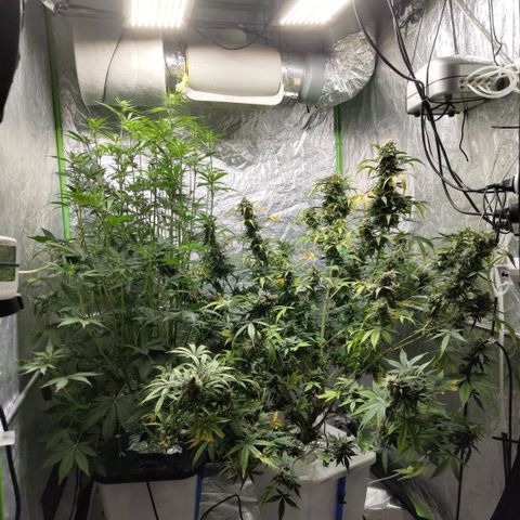 Gorilla Z #3 growlog timeline photo