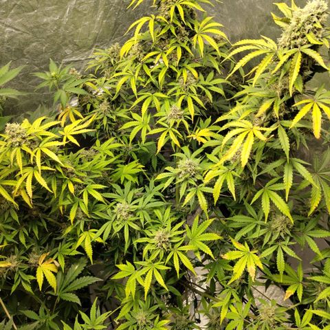 Gorilla Z #3 growlog timeline photo