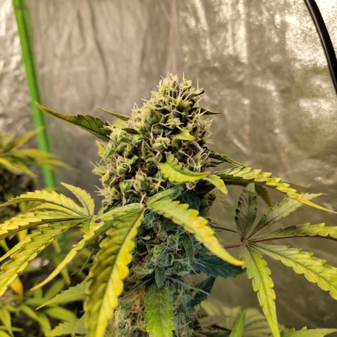 Gorilla Z #3 growlog timeline photo