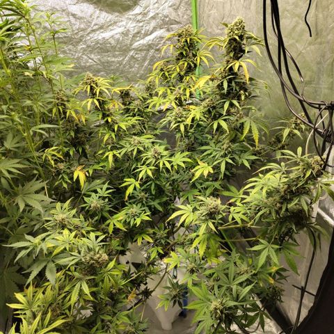 Gorilla Z #3 growlog timeline photo