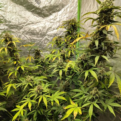 Gorilla Z #3 growlog timeline photo