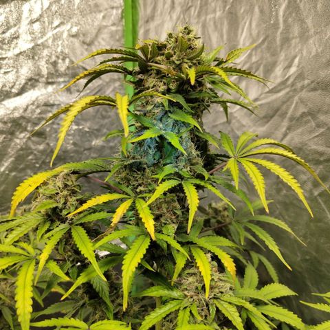 Gorilla Z #3 growlog timeline photo