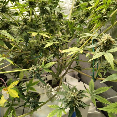 Gorilla Z #3 growlog timeline photo
