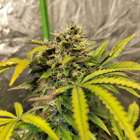 Gorilla Z #3 growlog timeline photo