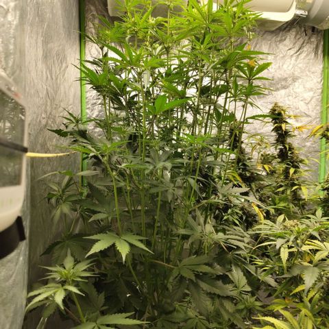 Das Mysteri growlog timeline photo
