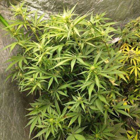 Das Mysteri growlog timeline photo