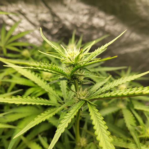 Das Mysteri growlog timeline photo
