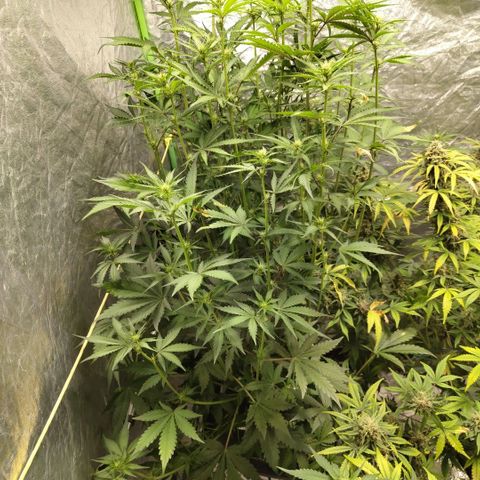Das Mysteri growlog timeline photo