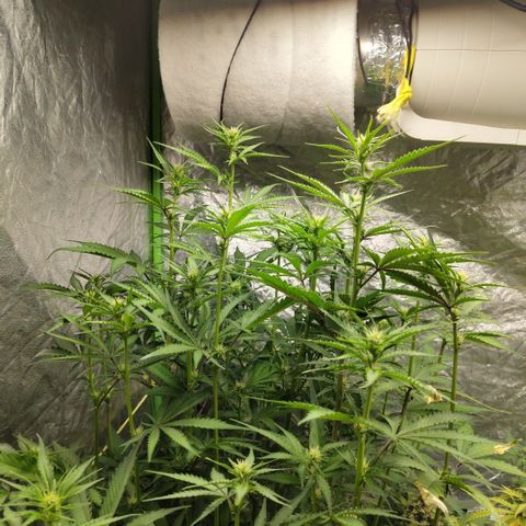 Das Mysteri growlog timeline photo