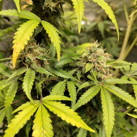 Gorilla Z #3 growlog timeline photo
