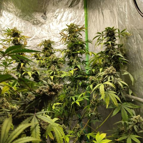 Gorilla Z #3 growlog timeline photo