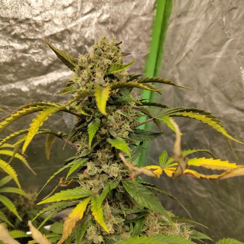 Gorilla Z #3 growlog timeline photo