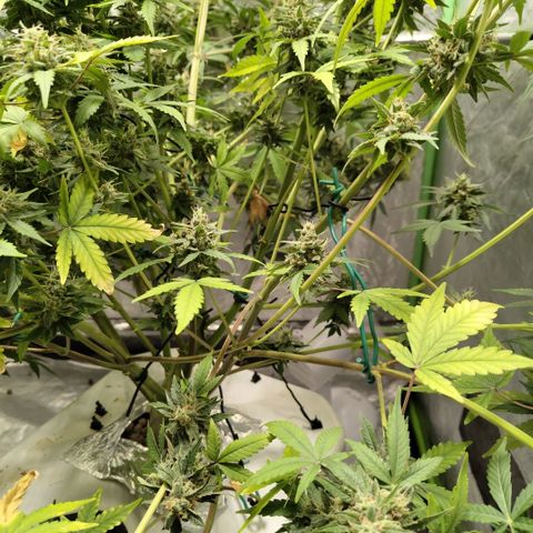 Gorilla Z #3 growlog timeline photo