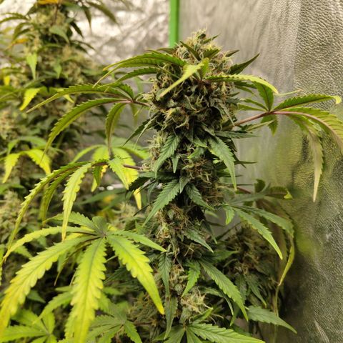 Gorilla Z #3 growlog timeline photo
