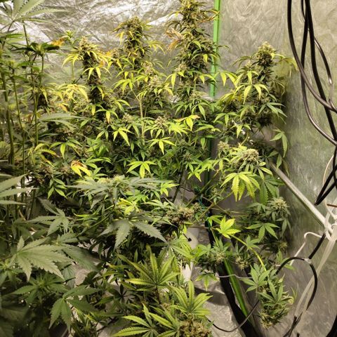 Gorilla Z #3 growlog timeline photo