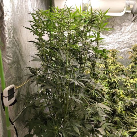 Das Mysteri growlog timeline photo