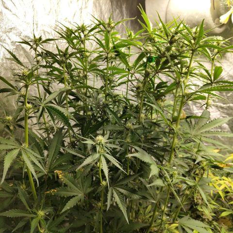 Das Mysteri growlog timeline photo