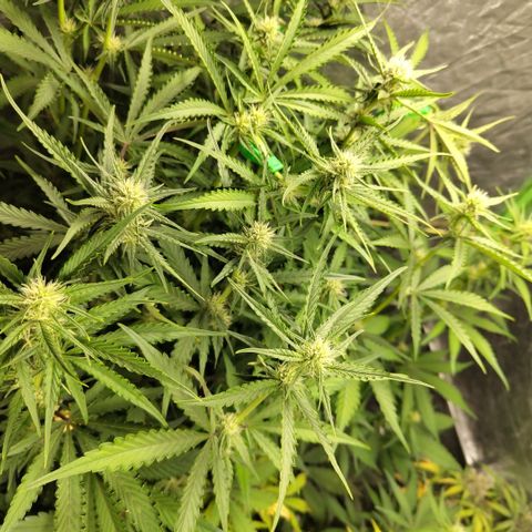 Das Mysteri growlog timeline photo