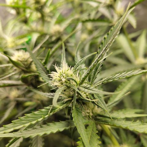 Das Mysteri growlog timeline photo