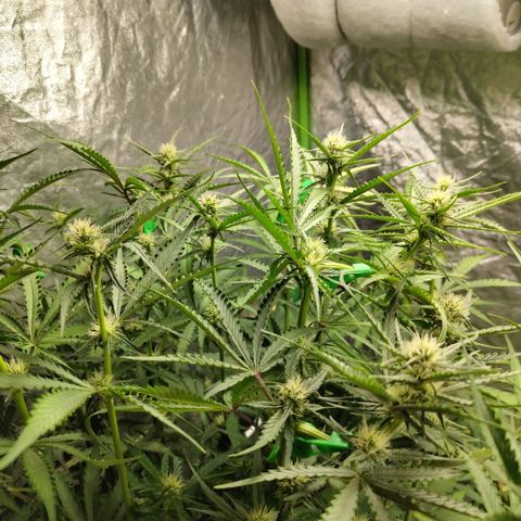 Das Mysteri growlog timeline photo