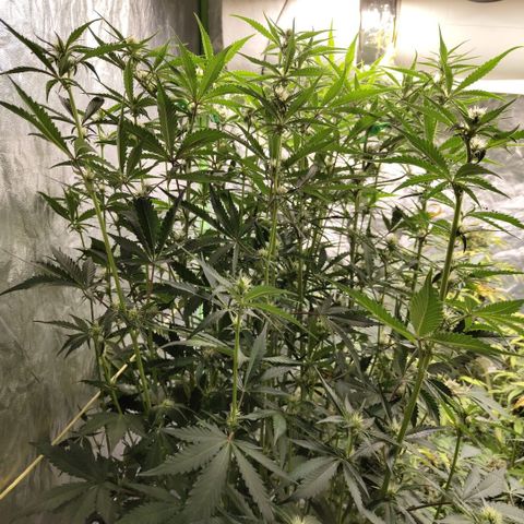 Das Mysteri growlog timeline photo