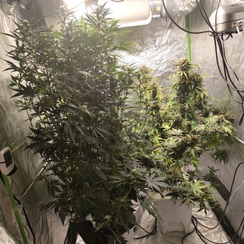 Gorilla Z #3 growlog timeline photo