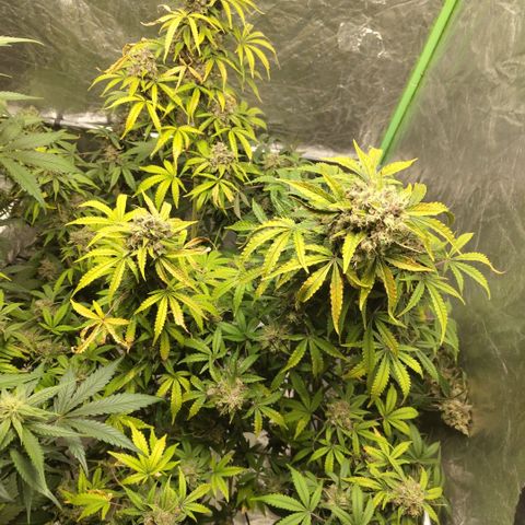 Gorilla Z #3 growlog timeline photo