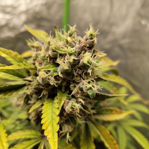 Gorilla Z #3 growlog timeline photo