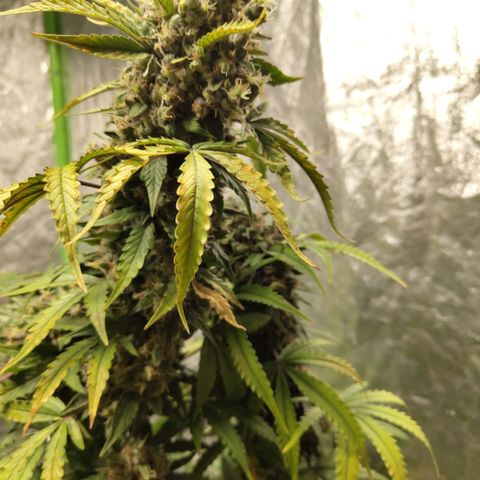 Gorilla Z #3 growlog timeline photo