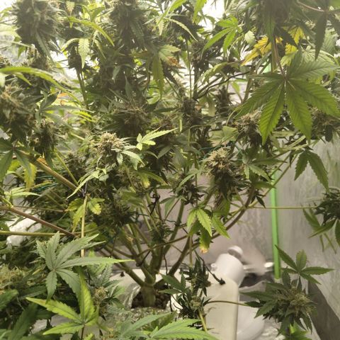 Gorilla Z #3 growlog timeline photo