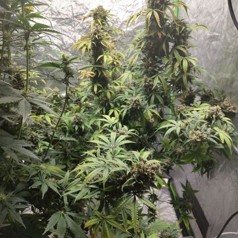 Gorilla Z #3 growlog timeline photo