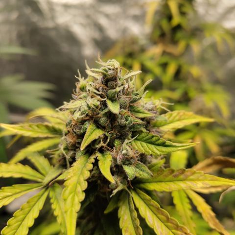 Gorilla Z #3 growlog timeline photo