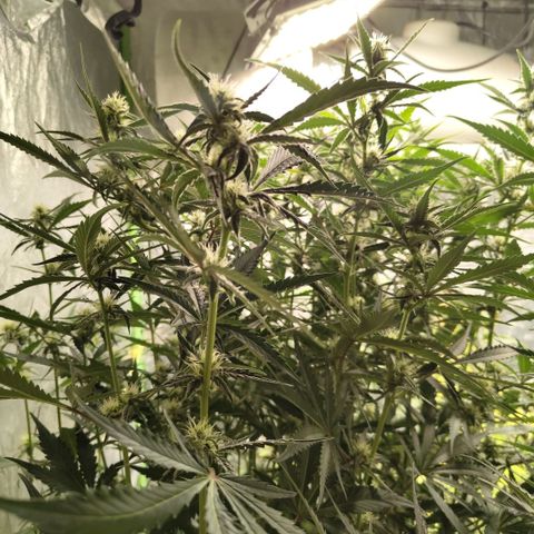 Das Mysteri growlog timeline photo