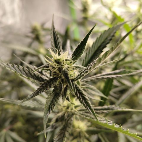 Das Mysteri growlog timeline photo