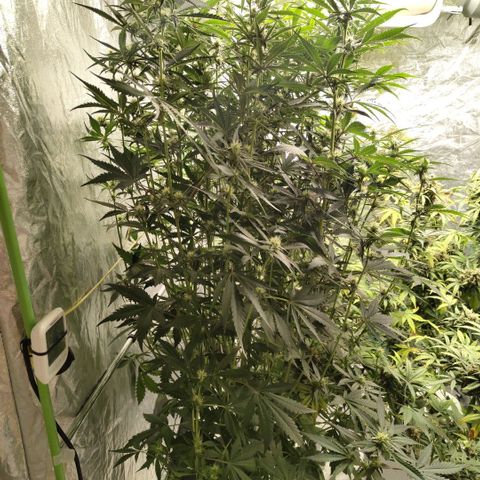 Das Mysteri growlog timeline photo