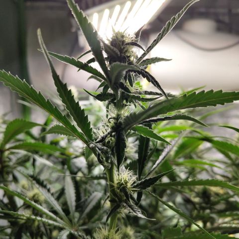 Das Mysteri growlog timeline photo
